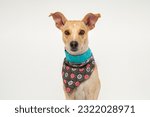 cute mixed breed dog wearing a bandana
