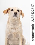 Small photo of mutt dog portrait on white background