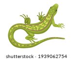 lizard  a green small reptile ... | Shutterstock .eps vector #1939062754