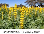 A Field Of Yellow Lupine...