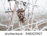 Ice Wine. Wine Red Grapes For...