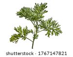 Raster clipart of absinthe wormwood closeup isolated on a white background. The stalk of a young growing plant with juicy silvery-green leaves