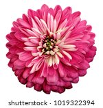 Chrysanthemum   Bright Pink ...