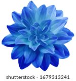 Dahlia flower blue. flower...