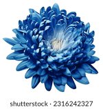 Blue  chrysanthemum flower  on...