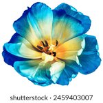 Blue tulip.  flower on white...