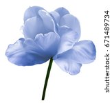 Blue White Flower Tulip On A...