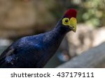 Small photo of Colorful Ross's Turaco bird, looking towards the camera