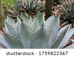 Small photo of Agave Parryi, Parry's agave, Mexican mescal agave, leaves with spine at the tips, close up.