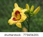 The Blossoming Yellow Daylily...