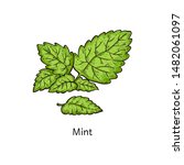 Mint Leaf Branch Drawing...