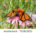 Two Monarch Butterflies With...