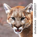 Cougar  Puma Concolor Mountain...