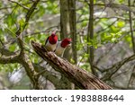 Red Headed Woodpecker  Birds In ...