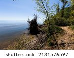Small photo of Lake Michigan shore with uprooted tree. Waves crashing against the shore cause soil erosion and uproot the trees.