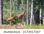 The sandhill crane (Antigone canadensis) with young on the forest