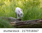 Small photo of White tailed deer - white baby fawn in the meadow. While deer can be albinos, it’s exceedingly rare.