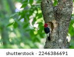The Red Headed Woodpecker In...