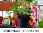 Grow strawberries at home on the balcony in pots. Strawberry bush with berries to hold in hands. Gardening, farming. Harvest strawberries. Leaves, fruits and flowers of a berry.