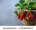 Strawberry bush in a basket on a gray background. Harvest of red berries on a branch. Growing strawberries at home. Leaf, flower, fruit. Place for text, mock up summer card.