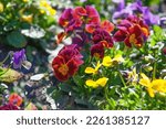 Small photo of Colorful pansy flower background. Multicolored spring flowers in the garden. Closeup pansy blurred selective focus. Mixed color pansies plant. Viola cornuta in vibrant violet and yellow purple pansies