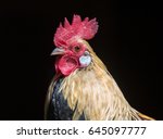 Portrait Of A Handsome Rooster  ...