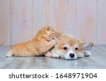 A Red Haired Corgi Puppy And A...