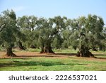 Large olive trees in southern region of Italy - Puglia, Apulia, known for best olive oil