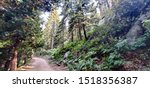 Small photo of Photo of a remote tree covered path in the Greenhorn Mountains of the Sierra National Forest in Kern County, California