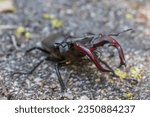 Small photo of Macro photo of The European stag beetle (Lucanus cervus): portrait of the body and of its enlarged mandibles. Selective focus on bug's mandibles.