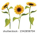 Three Sunflower Flowers With...