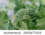 soft focus. natural light. growing organic products without the use of chemicals. green broccoli. close-up