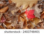 Small photo of Maple leaf symphony: Tree branches adorned with a colorful chorus of autumn foliage