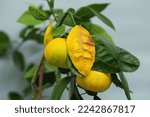 Sign of nutrient deficiency of the mandarin tree. Branches with fruits of tangerine trees
