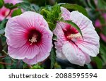 Two Pink Giant Hibiscus Flower...