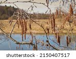 Small photo of Alnus glutinosa. Inflorescences of black alder on the background of the river close-up. Selective focus