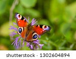 Butterfly Aglais Io With Large...