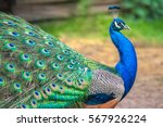 Peacock with spread wings in profile.