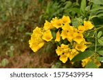 Small photo of caesalpinia,Mexican Caesalpinia, Mexican Holdback,caesalpinia image