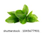 Green tea leaf isolated on...