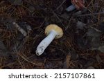 Wild Edible Yellow Mushroom In...