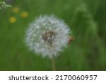 Small photo of Closed Bud of a dandelion. Dandelion white flowers in green grass. High quality photo. Dandelion clock, close-up, Ripe dandelion white with seeds.