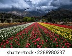 the flower at floral festival called Tulip in nice garden in Kashmir India