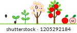 life cycle of apple tree. plant ... | Shutterstock .eps vector #1205292184