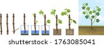 grapevine vegetative... | Shutterstock .eps vector #1763085041