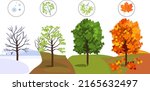 maple tree at four seasons ... | Shutterstock .eps vector #2165632497