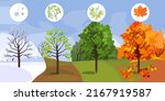 maple tree at four seasons ... | Shutterstock .eps vector #2167919587