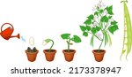 life cycle of bean plant.... | Shutterstock .eps vector #2173378947