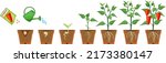 life cycle of pepper plant.... | Shutterstock .eps vector #2173380147