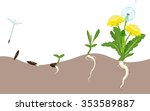 life cycle of dandelion  | Shutterstock .eps vector #353589887